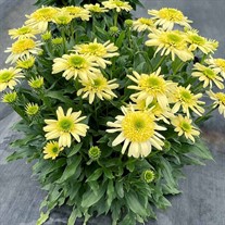 Echinacea SUNDIAL™ ‘Zenith’