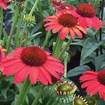 SunSeekers® Coral Coneflower  Echinacea 'SunSeekers Coral'