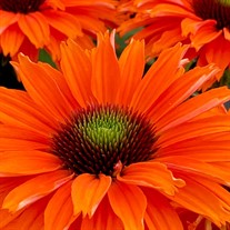 ECHINACEA SUNSEEKERS® MINEOLA