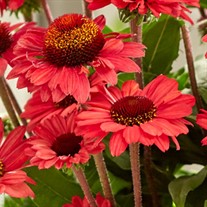 Echinacea Sunseeker Red Coneflower