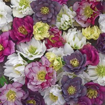 Helleborus WEDDING PARTY® Series - Mixed WEDDING PARTY® Series