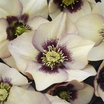 Helleborus 'Sandy Shores' HONEYMOON® Series