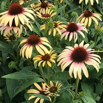 Echinacea Smoothie Strawberry Mango