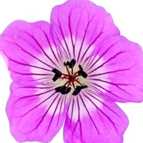 Geranium Kelly Anne