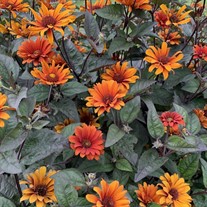 Heliopsis 'Bleeding Hearts' False Sunflower