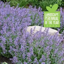 Nepeta  'Cat's Meow' 