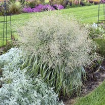 Panicum 'Niagara Falls' PP34509 CPBRAF PRAIRIE WINDS® Collection