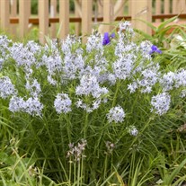 'String Theory' Blue Star Amsonia