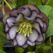 Helleborus 'Black Tie Affair' WEDDING PARTY® Series