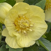Helleborus 'California Dreaming' HONEYMOON® Series
