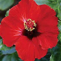 HIBISCUS HOLLYWOOD 'HOT SHOT' Hollywood Hibiscus 'Hot Shot'