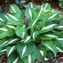 Hosta 'Risky Business'