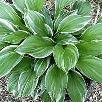 Hosta Royal Charmer