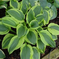 Hosta Velvet Moon