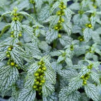 Lamiastrum Herman's Pride Silver Archangel