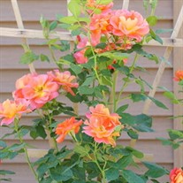 Rise Up Emberays™ Rose