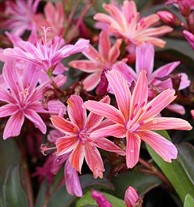 Lewisia Little Plum