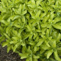 Autumn Delight™ Stonecrop, sedum Sedum (Hylotelephium) hybrid