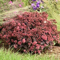 Sedum 'Midnight Velvet'  ROCK 'N GROW® Collection