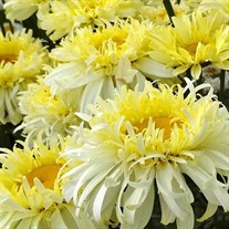 Real Charmer Leucanthemum