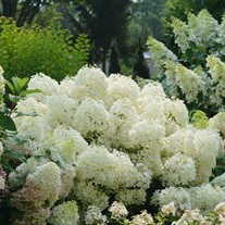 Hydrangea PUFFER FISH Panicle