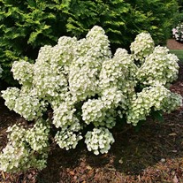 Tiny Quick Fire® Panicle Hydrangea Hydrangea paniculata