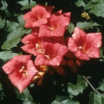 Trumpet Vine