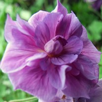 Geranium Cranesbill 'Plenum'