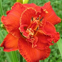 'Moses Fire' Daylily