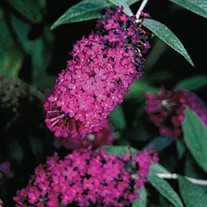 Butterfly Bush 'Attraction'