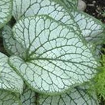 'Jack Frost' pp13859