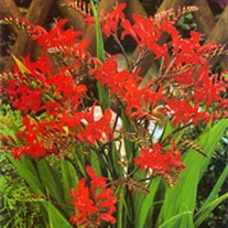 'Lucifer' Crocosmia Montbretia