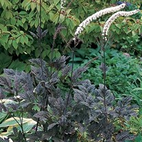 Brunnette Black Snakeroot