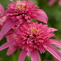 'Pink Double Delight' Coneflower 