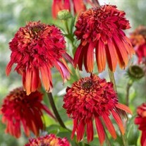 'Hot Papaya' Coneflower