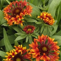 'Frenzy' Blanket Flower