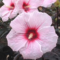 'Kopper King' pp10793