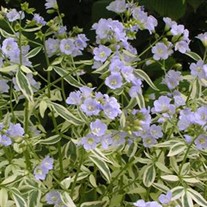 'Stairway to Heaven' pp15187