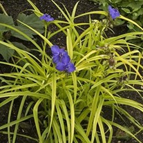 'Sweet Kate' Spiderwort