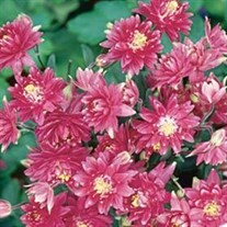 'Clementine Red' Columbine