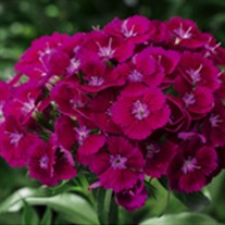 Barbarini Purple Hardy Sweet William