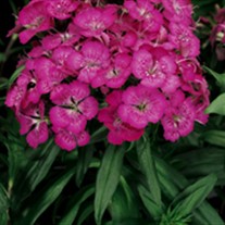 'Rose' Sweet William