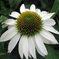 'White Swan'  Echinacea Coneflower