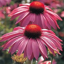 Coneflower 'Primadonna Deep Rose'