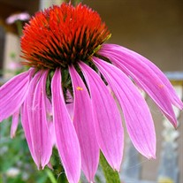 Purple Coneflower