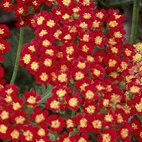'Strawberry Seduction' Achillea pp18401