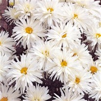 'Crazy Daisy' Coneflower