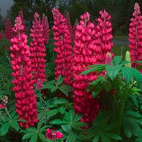 Red Lupine