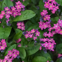 Forget-Me-Nots 'Rose'