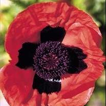'Brillant' Poppy